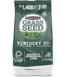 Fescue Grass Seed​: Kentucky 31 Tall Fescue