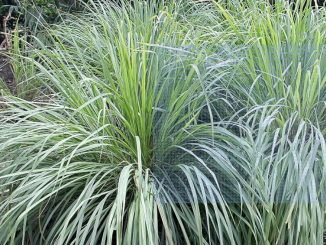 Lemon Grass Seeds
