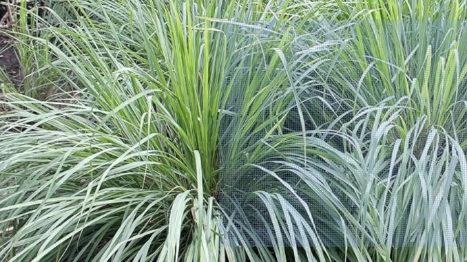 Lemon Grass Seeds